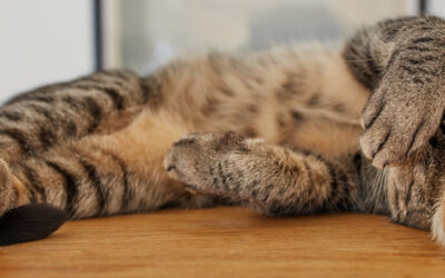 Cats and Litter Box Hygiene: Watch Out For These Signs of Danger!
