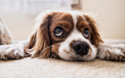 Pet Ownership & Pet Care Tips For Cats and Dogs