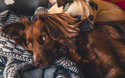 Proper Pet Care: The Basic Necessities